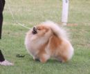 Click to see more details for this dog