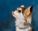 Click to see more details for this dog