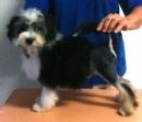 Click to see more details for this dog