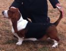 Click to see more details for this dog