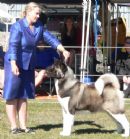 Click for more details of this dog
