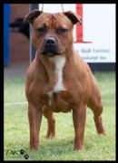 Click to see more details for this dog