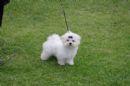 Click to see more details for this dog