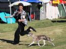 Click for more details of this dog