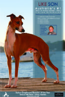 Click to see more details for this dog