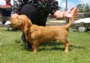 Click to see more details for this dog