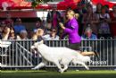 Click to see more details for this dog