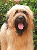 Click to see more details for this dog