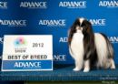 Click to see more details for this dog