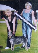 Click to see more details for this dog