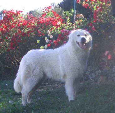 Breed Feature Photo - Unauthorised use prohibited!
