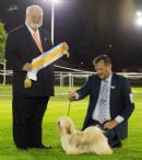 Click to see more details for this dog