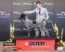 Click to see more details for this dog