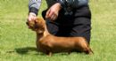 Click to see more details for this dog