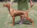Click to see more details for this dog
