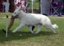 Click to see more details for this dog