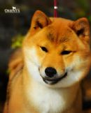 Click to view more details