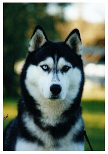 Breed Feature Photo - Unauthorised use prohibited!
