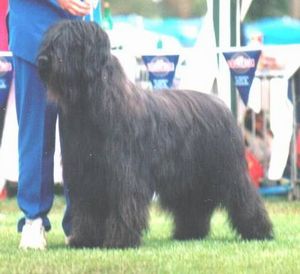 Breed Feature Photo - Unauthorised use prohibited!