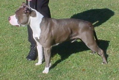 Breed Feature Photo - Unauthorised use prohibited!