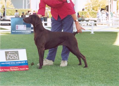 Breed Feature Photo - Unauthorised use prohibited!