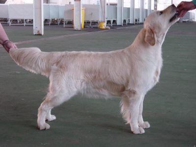 Breed Feature Photo - Unauthorised use prohibited!