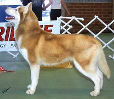 Breed Feature Photo - Unauthorised use prohibited!