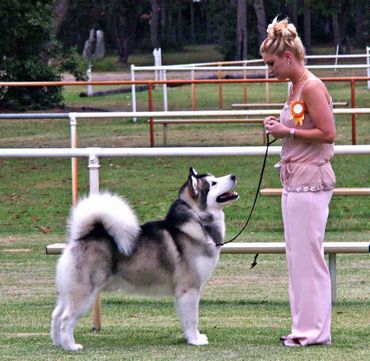 Breed Feature Photo - Unauthorised use prohibited!
