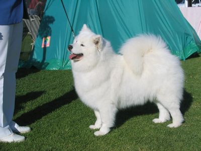 Breed Feature Photo - Unauthorised use prohibited!