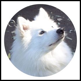 Breed Feature Photo - Unauthorised use prohibited!