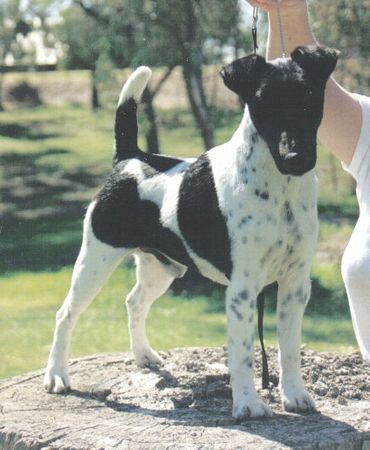 Breed Feature Photo - Unauthorised use prohibited!