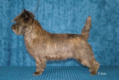 Breed Feature Photo - Unauthorised use prohibited!
