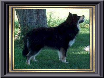 Breed Feature Photo - Unauthorised use prohibited!