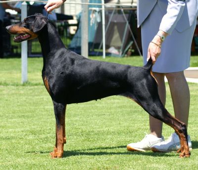 Breed Feature Photo - Unauthorised use prohibited!