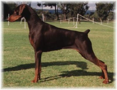 Breed Feature Photo - Unauthorised use prohibited!