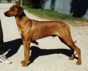 Breed Feature Photo - Unauthorised use prohibited!