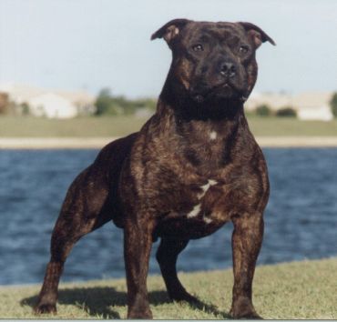 Breed Feature Photo - Unauthorised use prohibited!