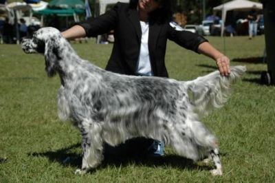Breed Feature Photo - Unauthorised use prohibited!