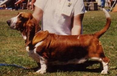 Breed Feature Photo - Unauthorised use prohibited!