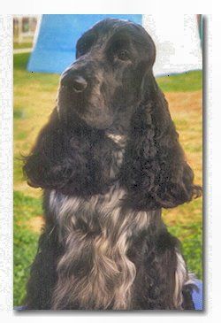 Breed Feature Photo - Unauthorised use prohibited!