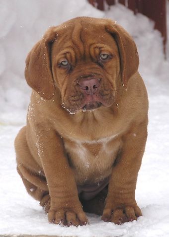 Breed Feature Photo - Unauthorised use prohibited!