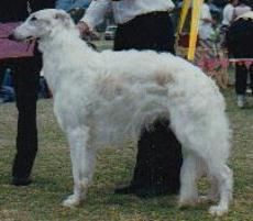 Breed Feature Photo - Unauthorised use prohibited!