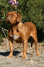 Breed Feature Photo - Unauthorised use prohibited!