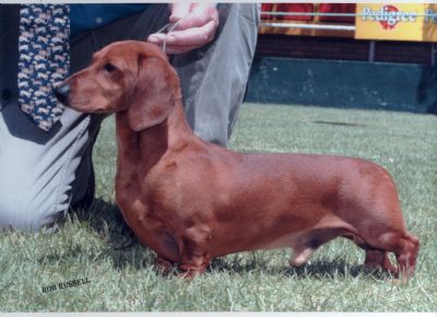 Breed Feature Photo - Unauthorised use prohibited!
