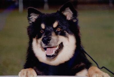 Breed Feature Photo - Unauthorised use prohibited!