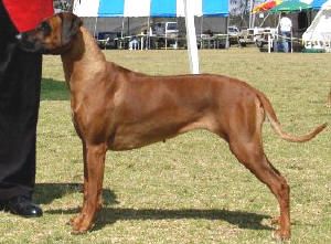 Breed Feature Photo - Unauthorised use prohibited!