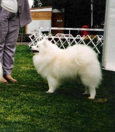 Breed Feature Photo - Unauthorised use prohibited!