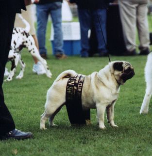 Breed Feature Photo - Unauthorised use prohibited!