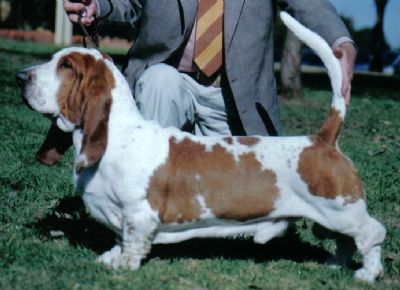 Breed Feature Photo - Unauthorised use prohibited!