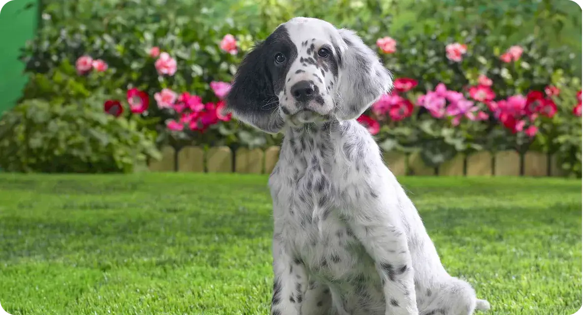 Pet Insurance